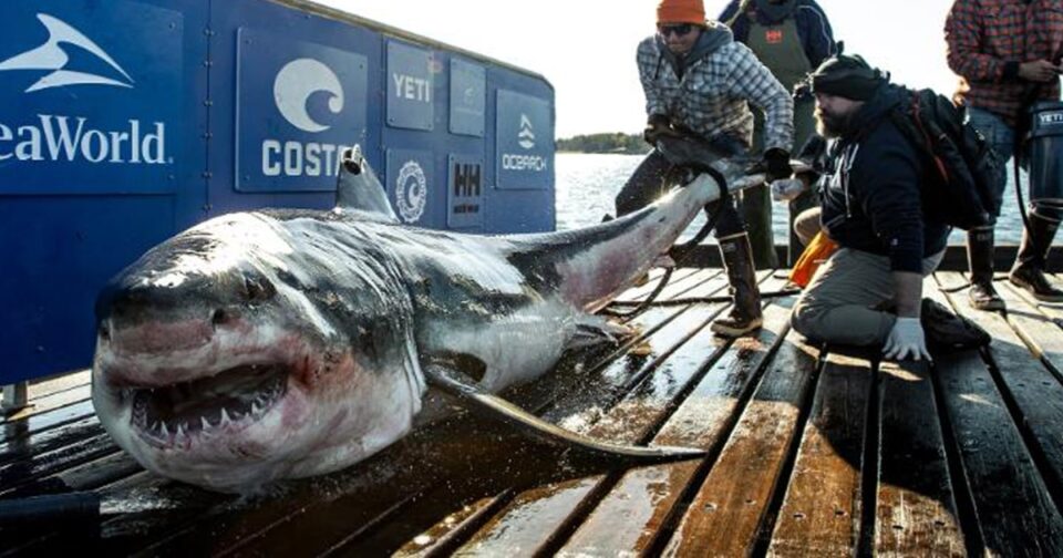 1,000-pound great white shark from Canada named Ironbound spotted near North Carolina